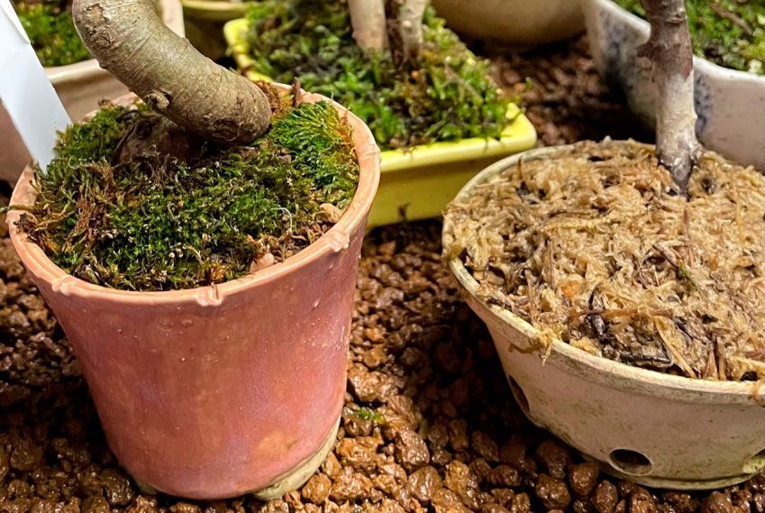 Comprar herramientas bonsai baratas - CENTROBONSAI Comprar bonsáis Online  Tienda online - Envío a domicilio